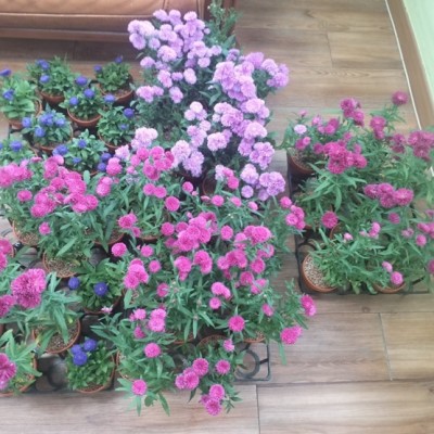 10/7 소백야생화연구회 꽃 후원 이미지